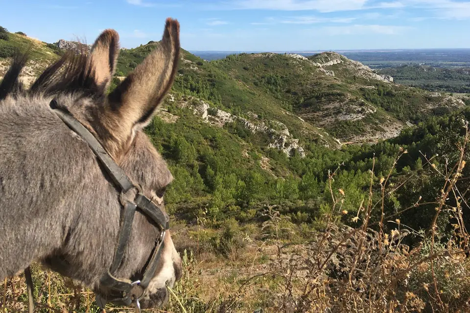 Vue panoramique des Alpilles avec une tête de petit âne en premier plan
