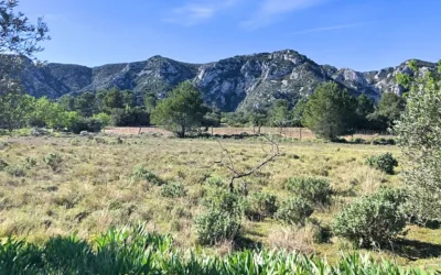 La Grosse Galine à St Rémy de Provence