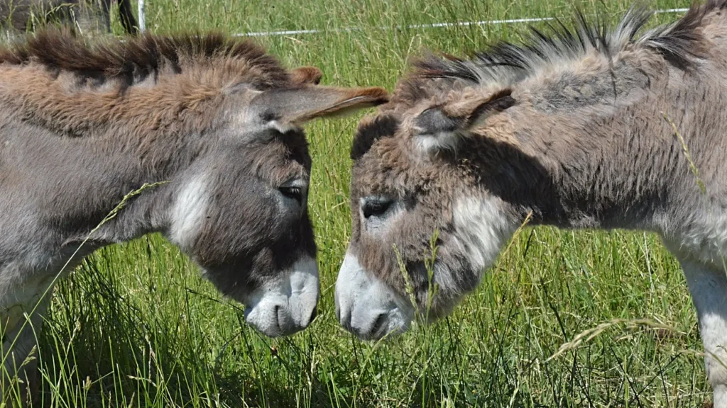 Deux &acirc;nes t&ecirc;te &agrave; t&ecirc;te pour les randonn&eacute;es dans les Alpilles