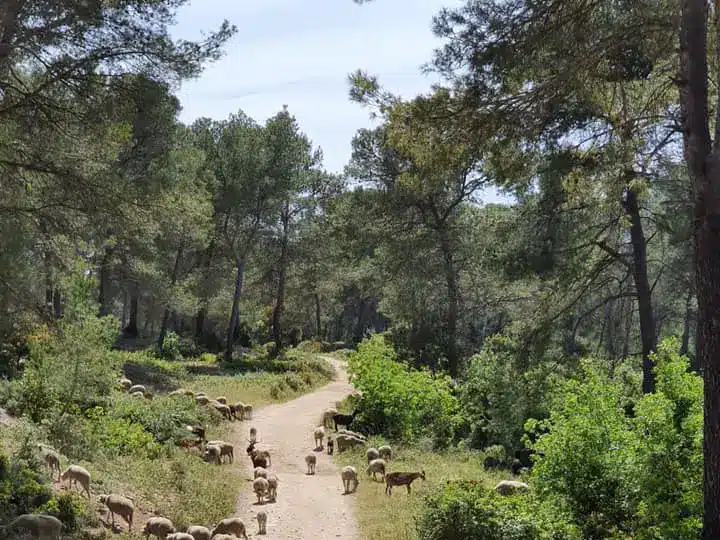 Troupeau dans la pin&egrave;de