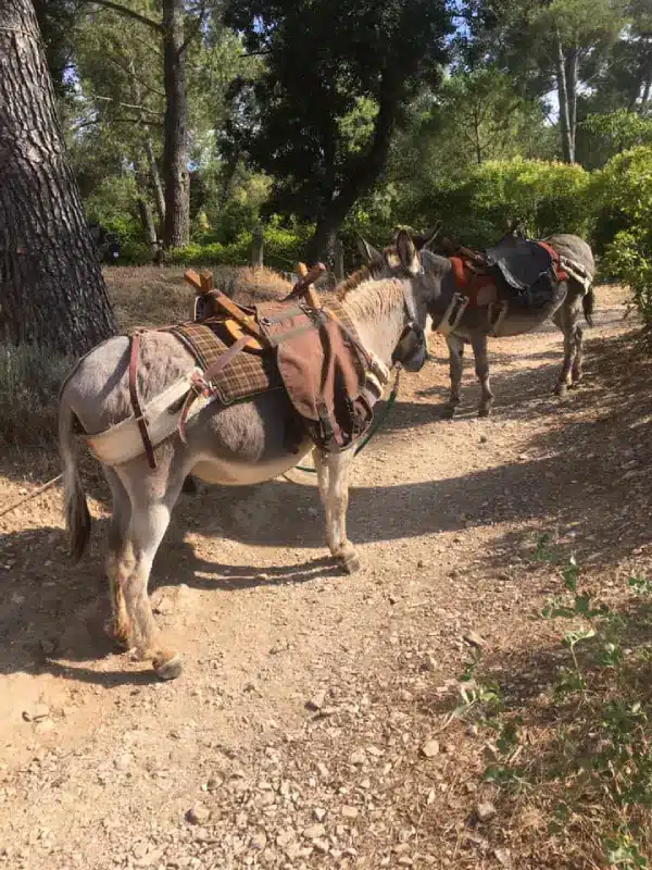Deux &acirc;nes b&acirc;t&eacute;s sur un chemin arbor&eacute;