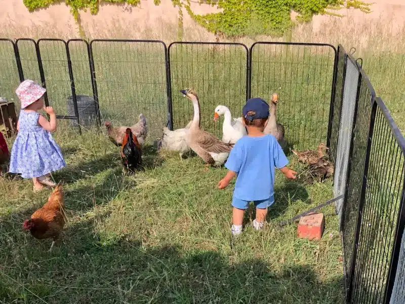 Deux petits enfants dans un enclos avec des animaux de la ferme