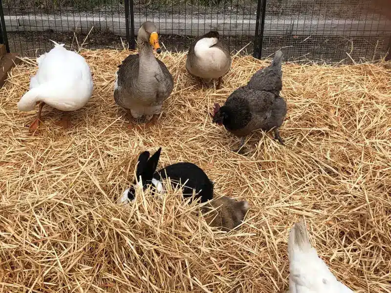 Volailles dans un enclos plein de paille.